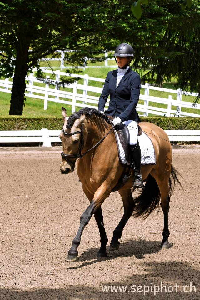Hongre - PRE - 6 ans - Dressage/ Polyvalent - Suisse