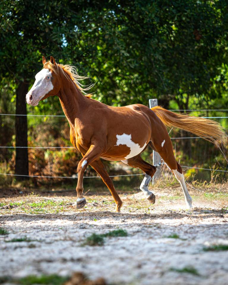 Magnifique poulain paint horse pp