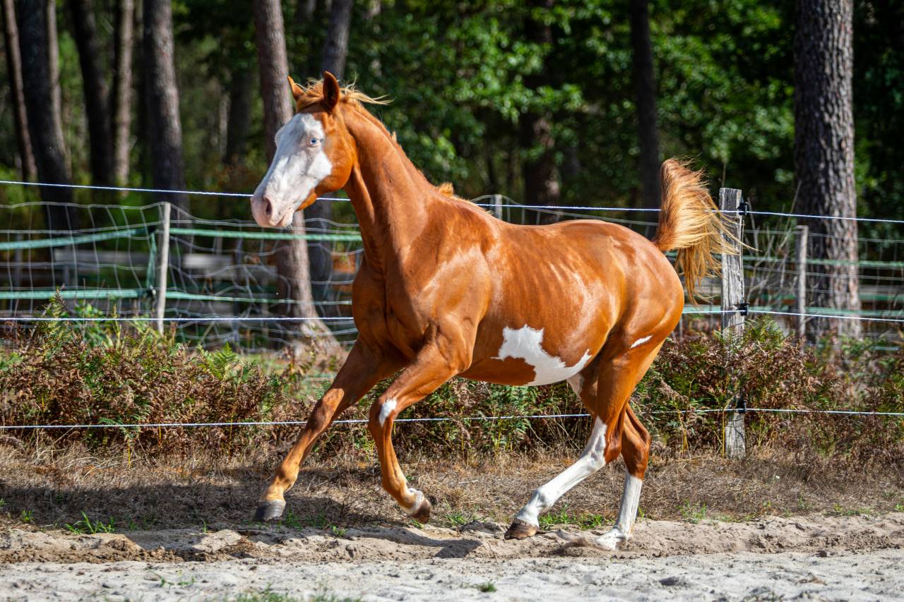 Magnifique poulain paint horse pp