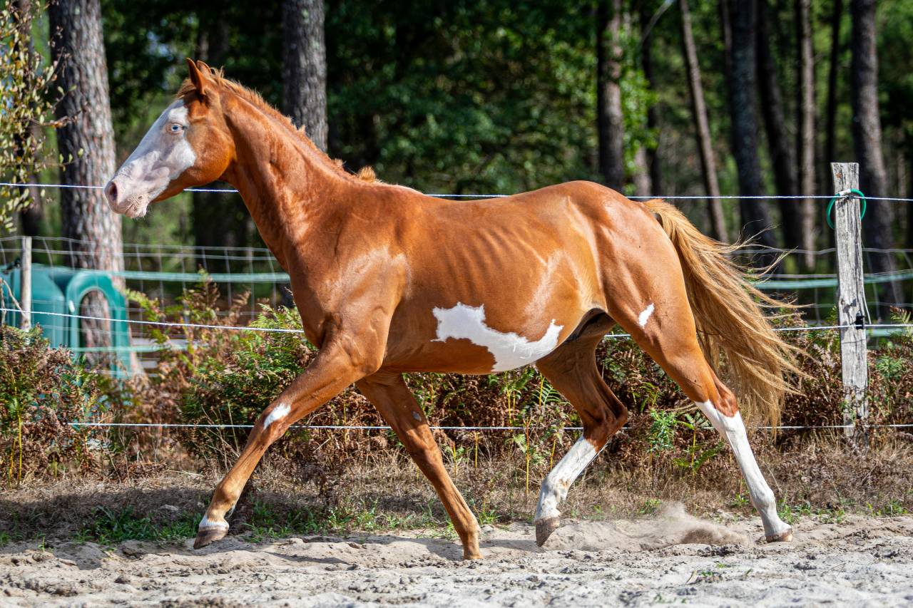 Magnifique poulain paint horse pp