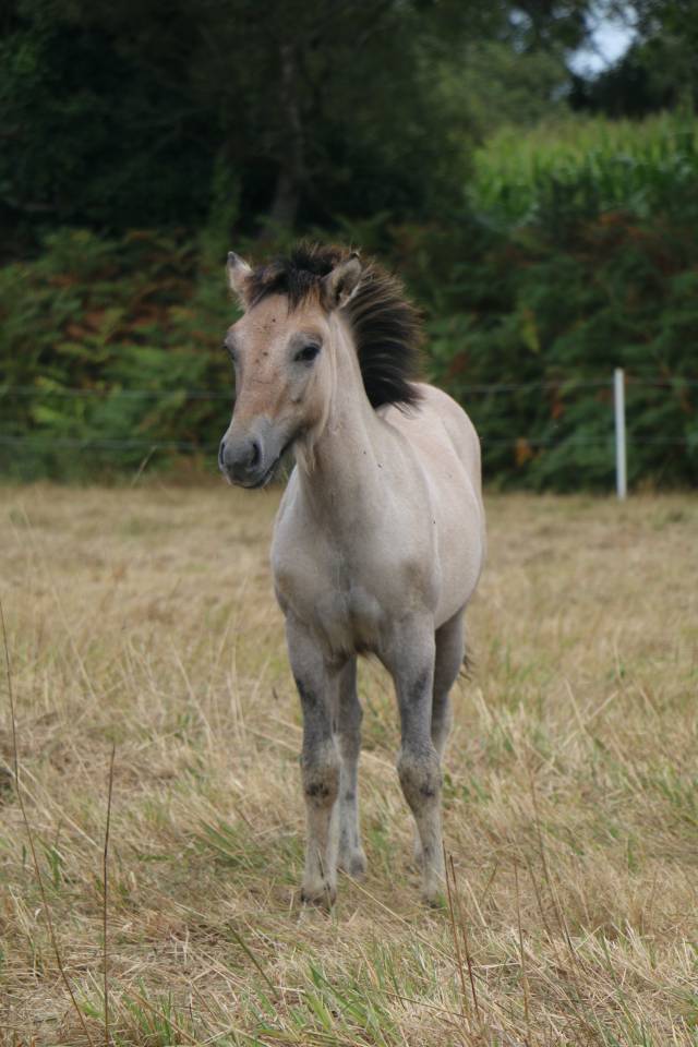 Poney HIGHLAND