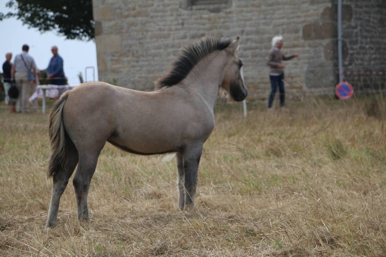 Poney HIGHLAND