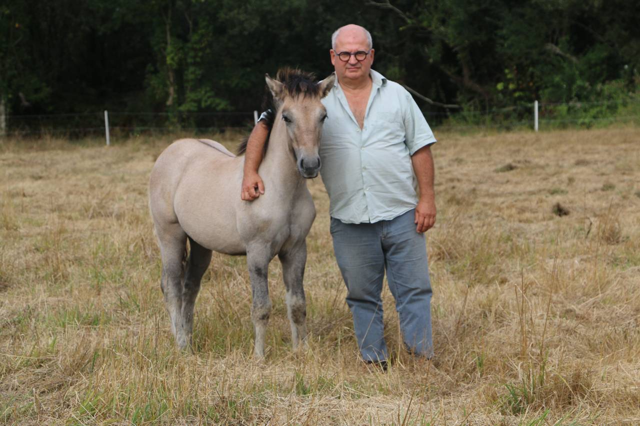 Poney HIGHLAND