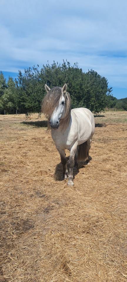 Poney HIGHLAND