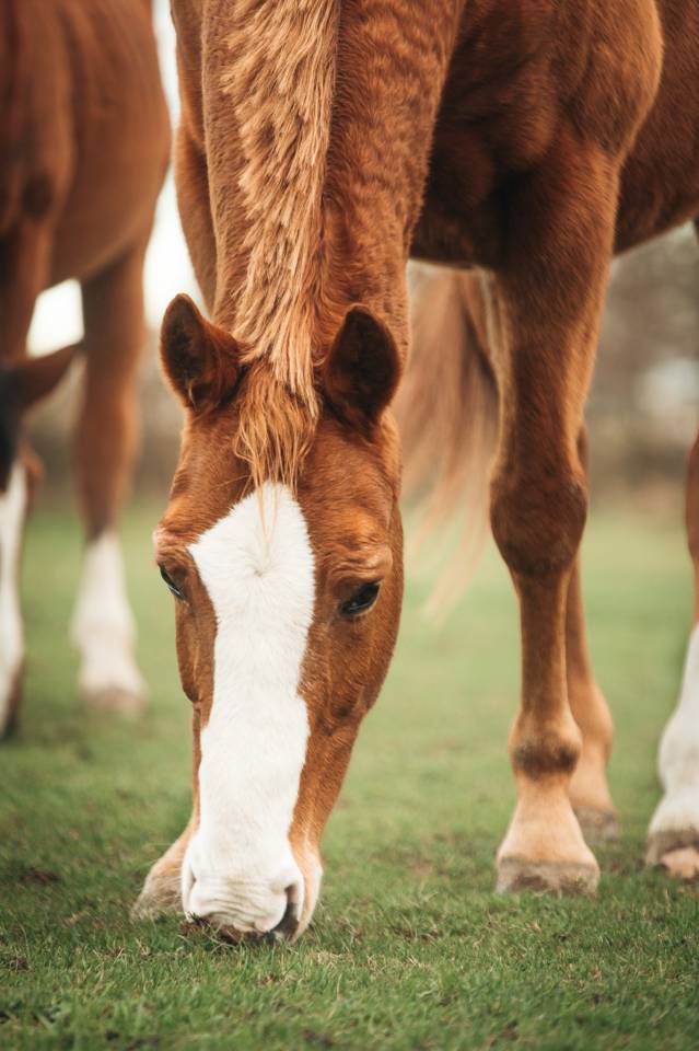 Confiage cheval sauv&eacute; 