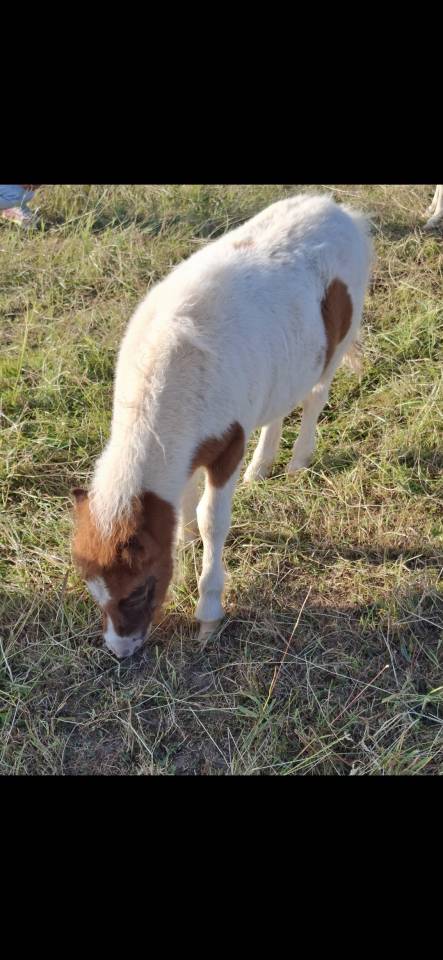 Poulains Shetland &agrave; r&eacute;server 