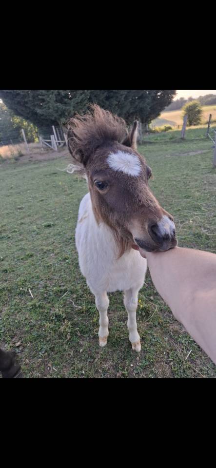 Poulains Shetland &agrave; r&eacute;server 