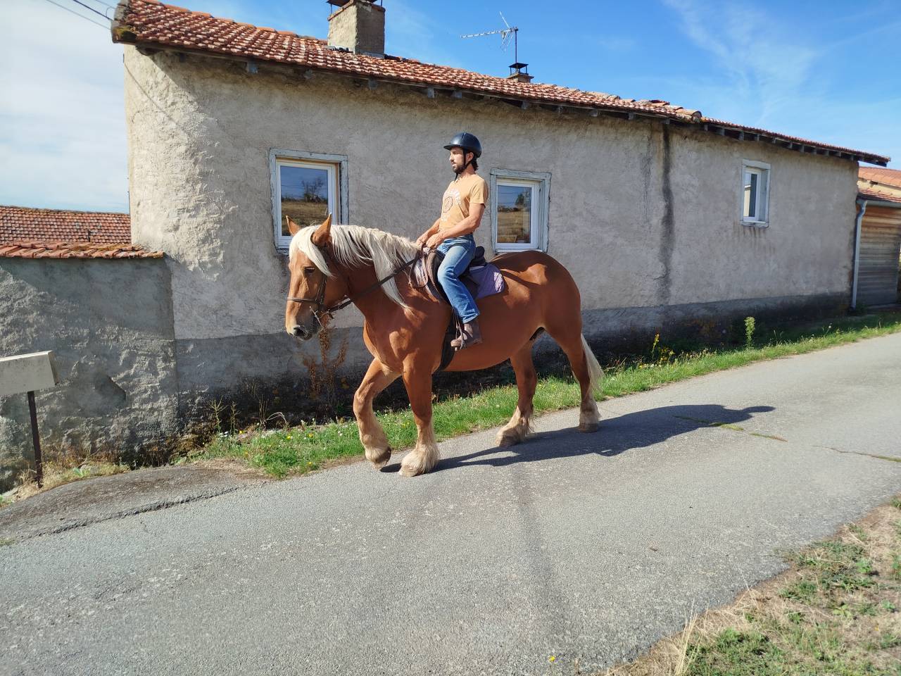 Lolita, jument comtoise PP