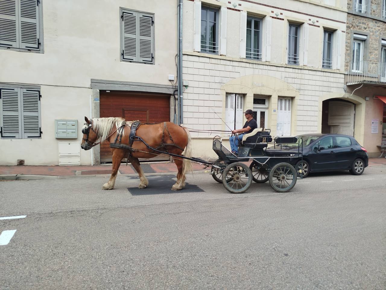 Lolita, jument comtoise PP