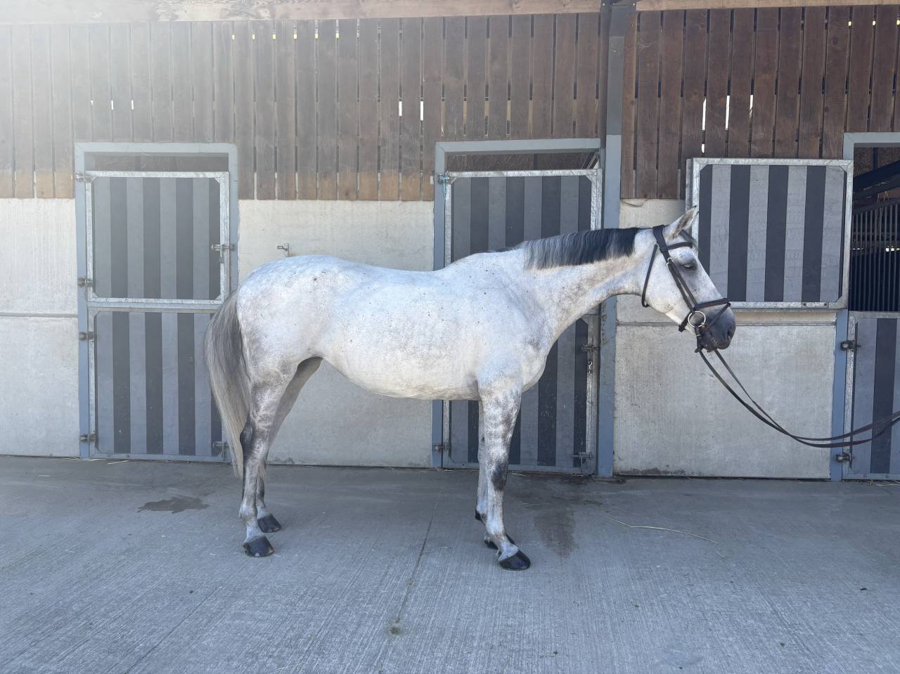 Jument de 10 ans Darco X Quick Star