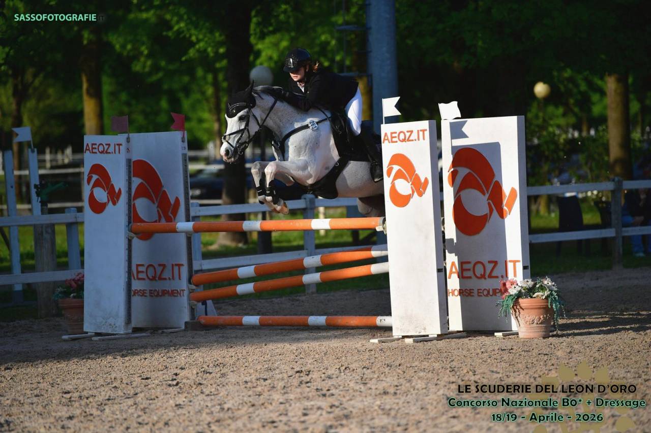 Hongre PFS Poney Fran&ccedil;ais de Selle A vendre 2008 Tobiano