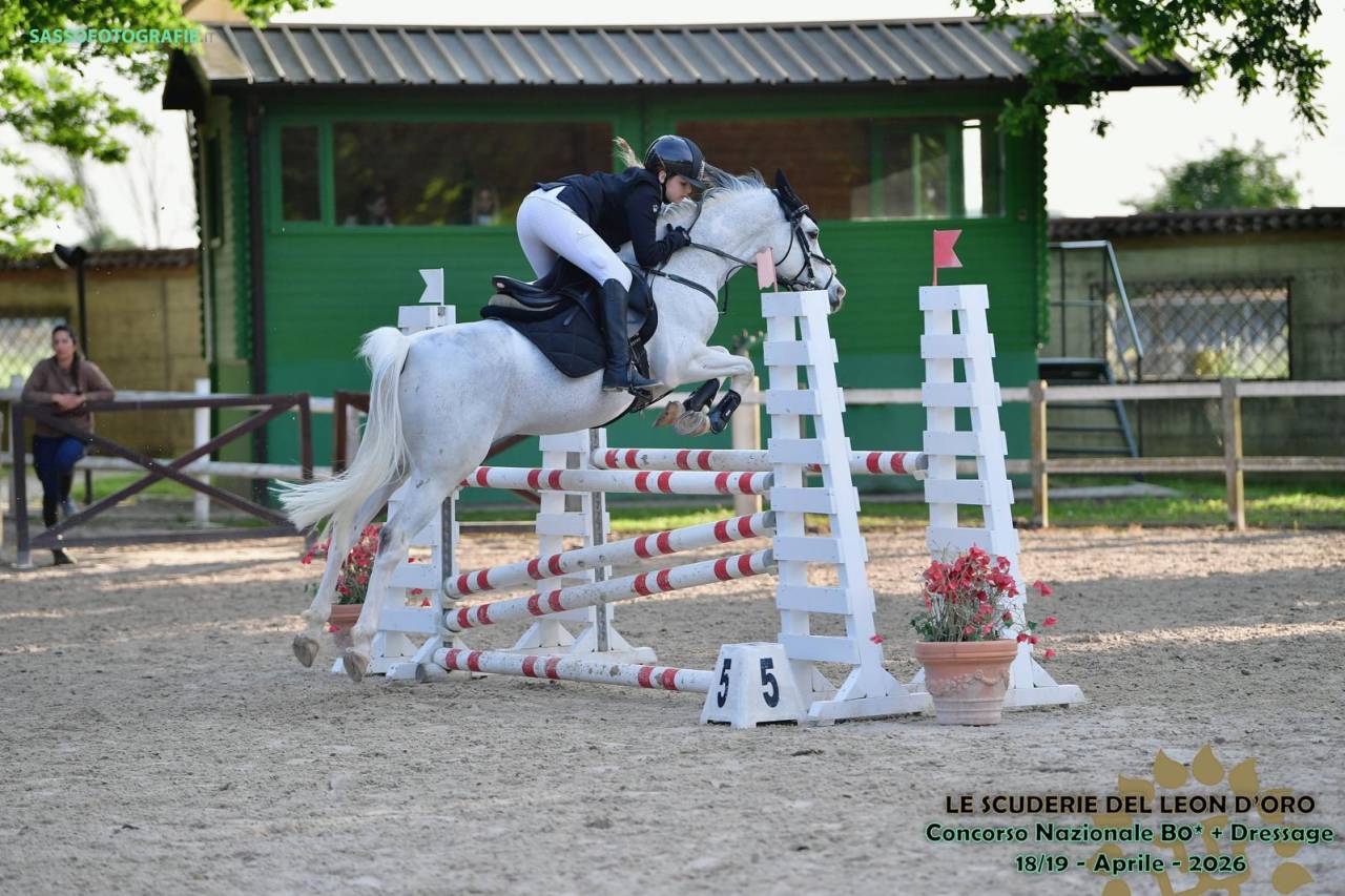 Hongre PFS Poney Fran&ccedil;ais de Selle A vendre 2008 Tobiano