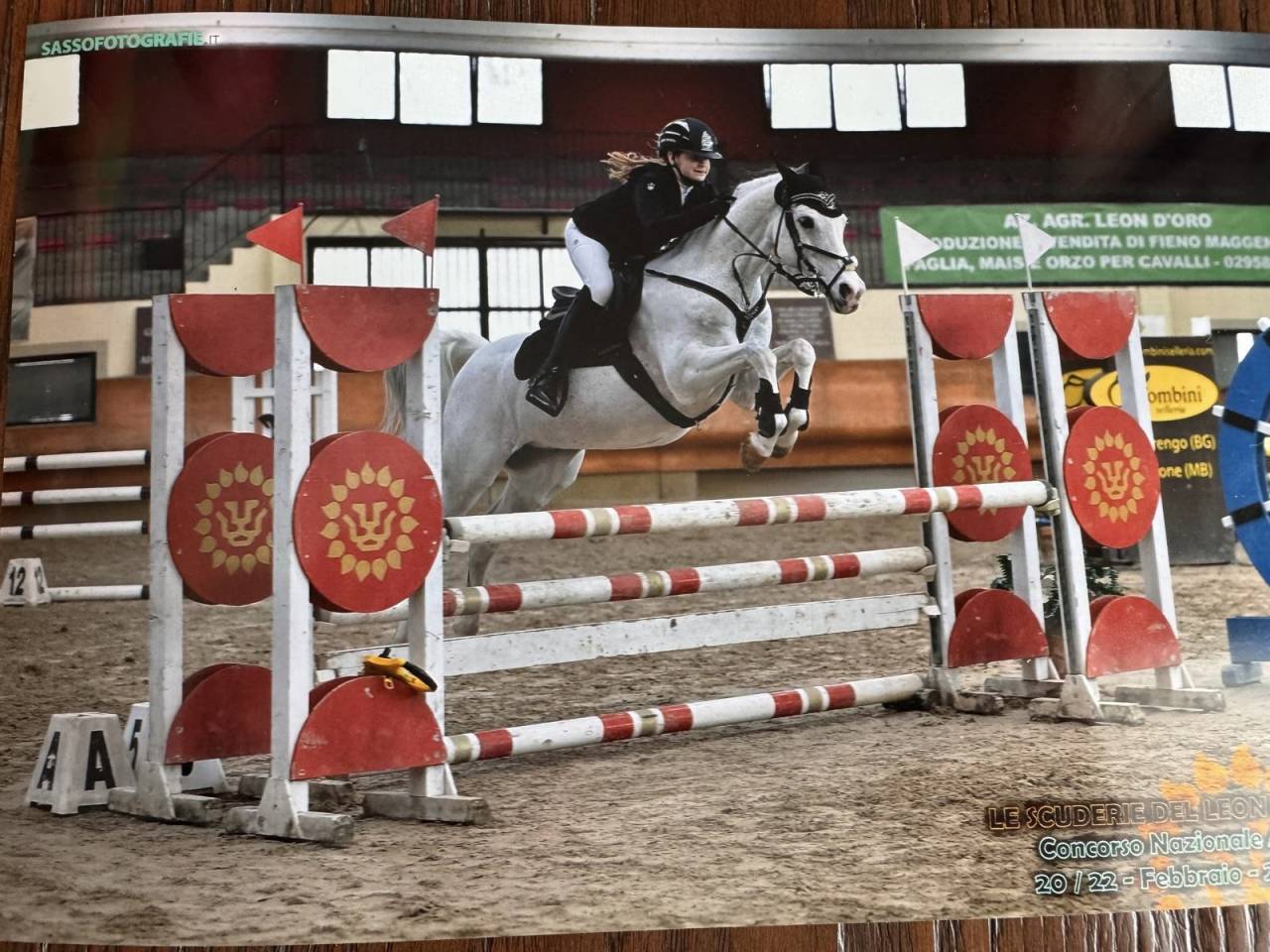 Hongre PFS Poney Fran&ccedil;ais de Selle A vendre 2008 Tobiano