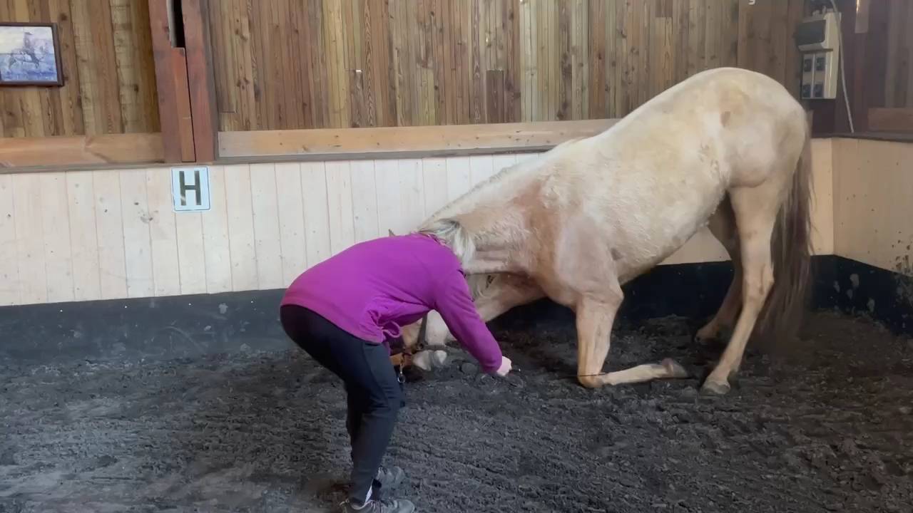 Superbe jument palomino Oc ( ib&eacute;rique) de 3,5 ans