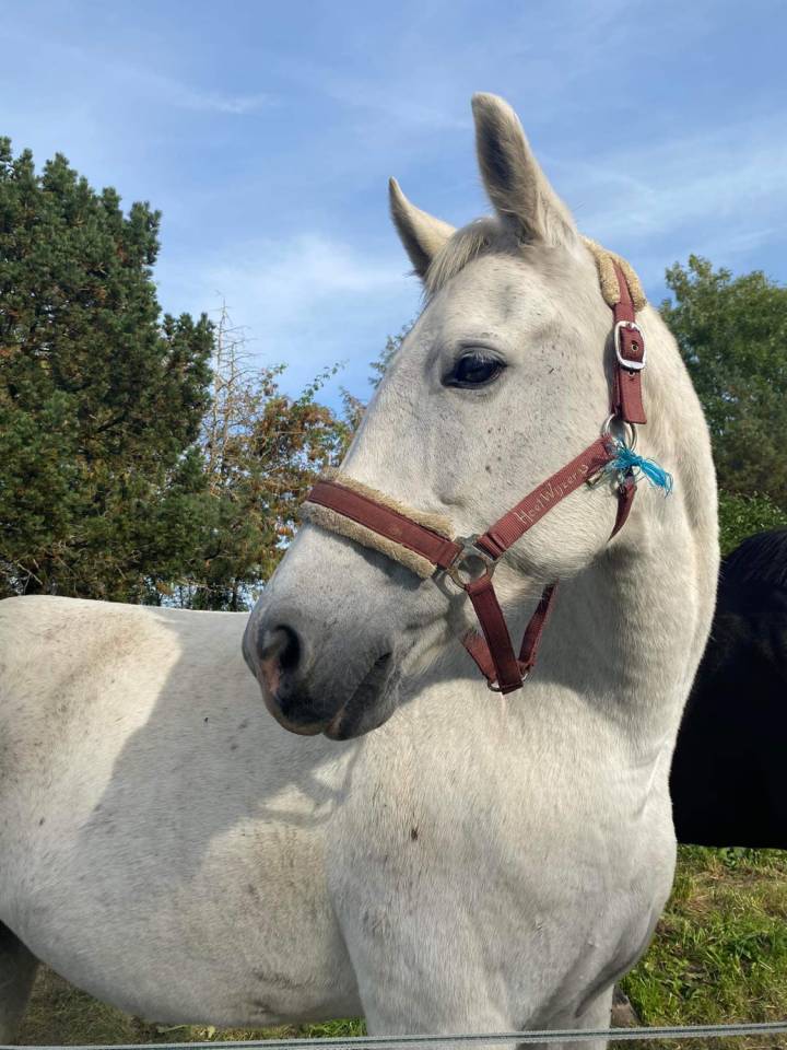 Top Poulini&egrave;re dressage 