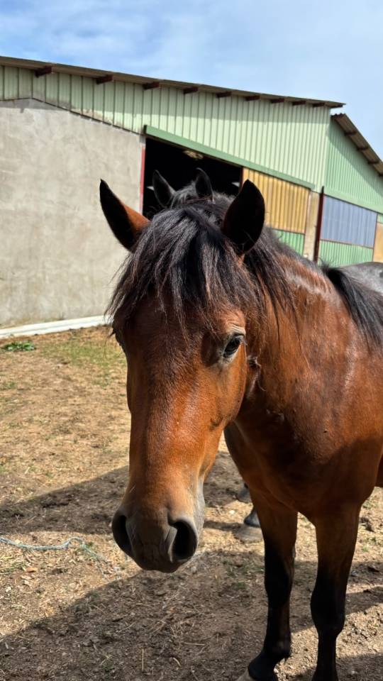 Hongre New Forest livre A 3 ans