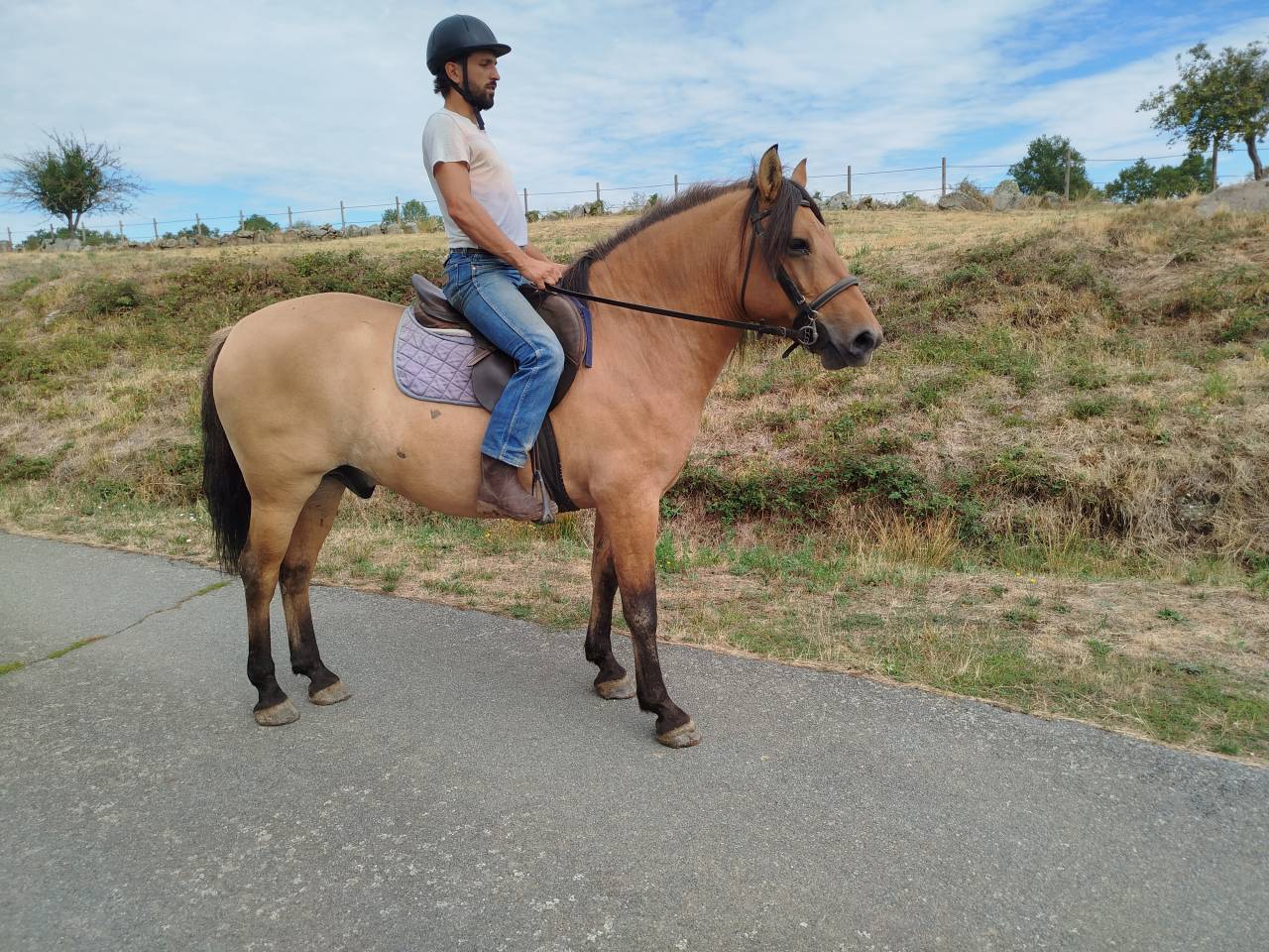 Idem, cheval de trait hongre