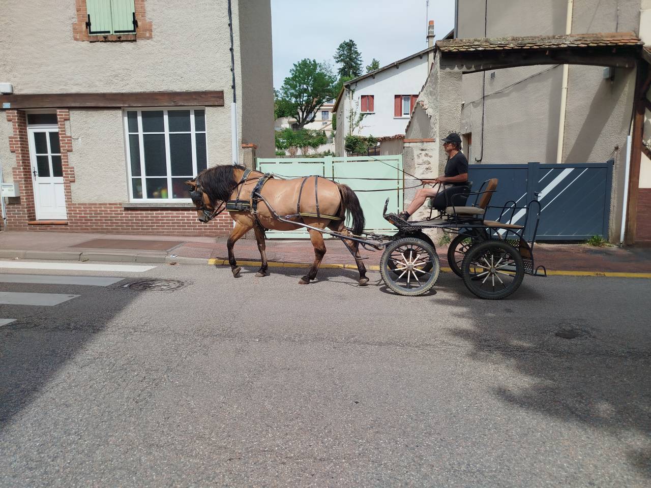 Idem, cheval de trait hongre