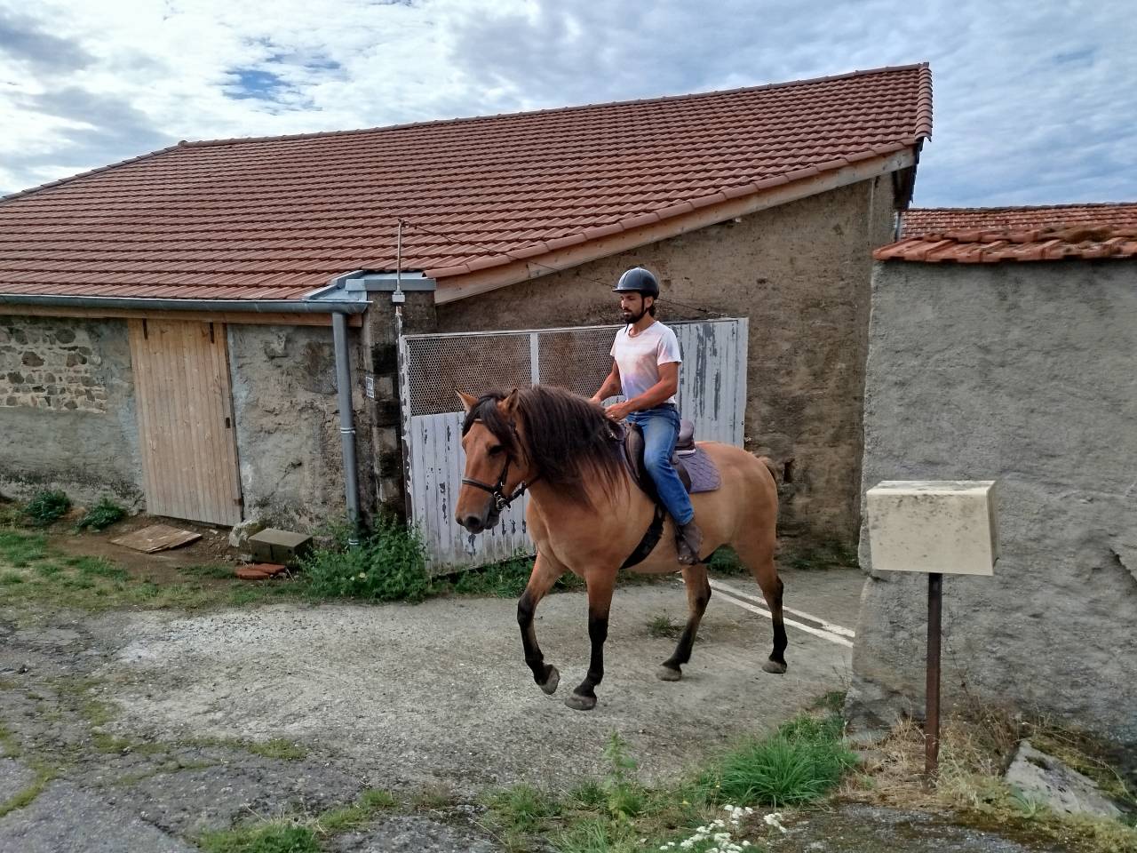 Idem, cheval de trait hongre