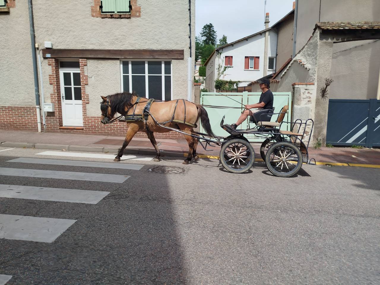 Idem, cheval de trait hongre