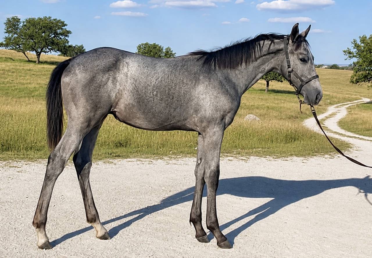 Foal CSO ( par Rahotep de Toscane ) 