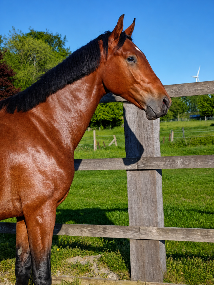 Hongre - Oldenburger - 2 ans - Dressage - Belgique