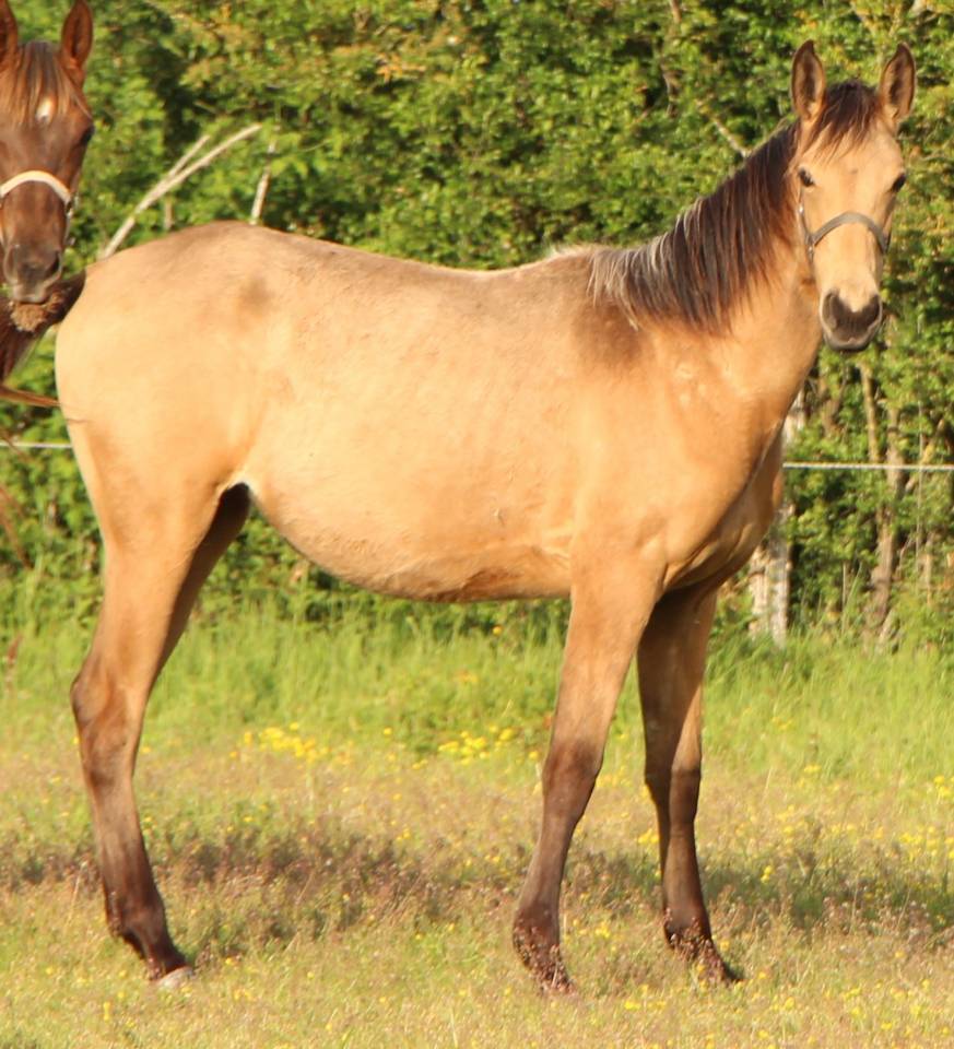 Pouliche SF isabelle