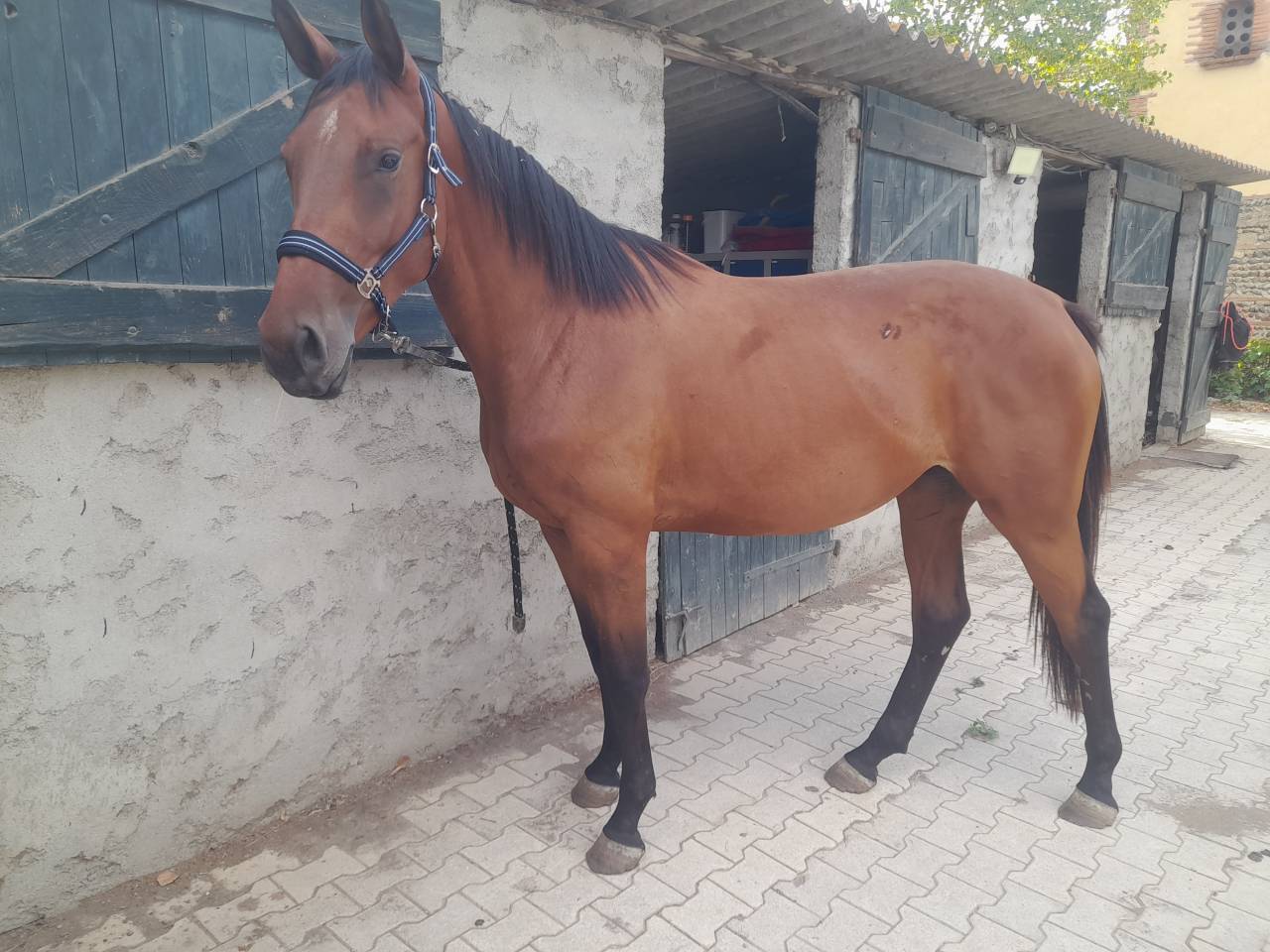 Jument3 ans selle francais 1.68m par Ulhan du temple