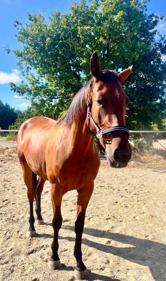 Jument3 ans selle francais 1.68m par Ulhan du temple