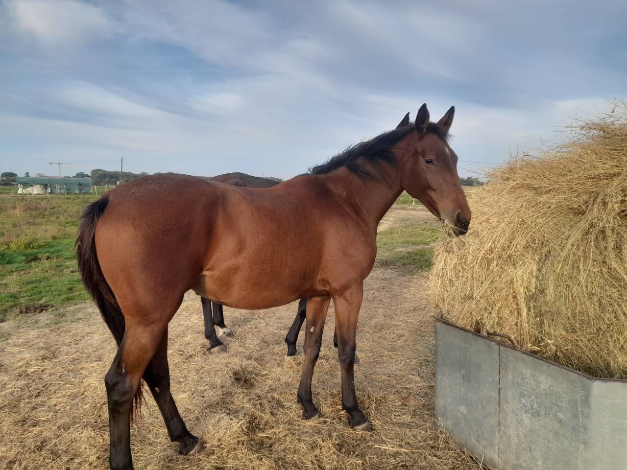Jument3 ans selle francais 1.68m par Ulhan du temple