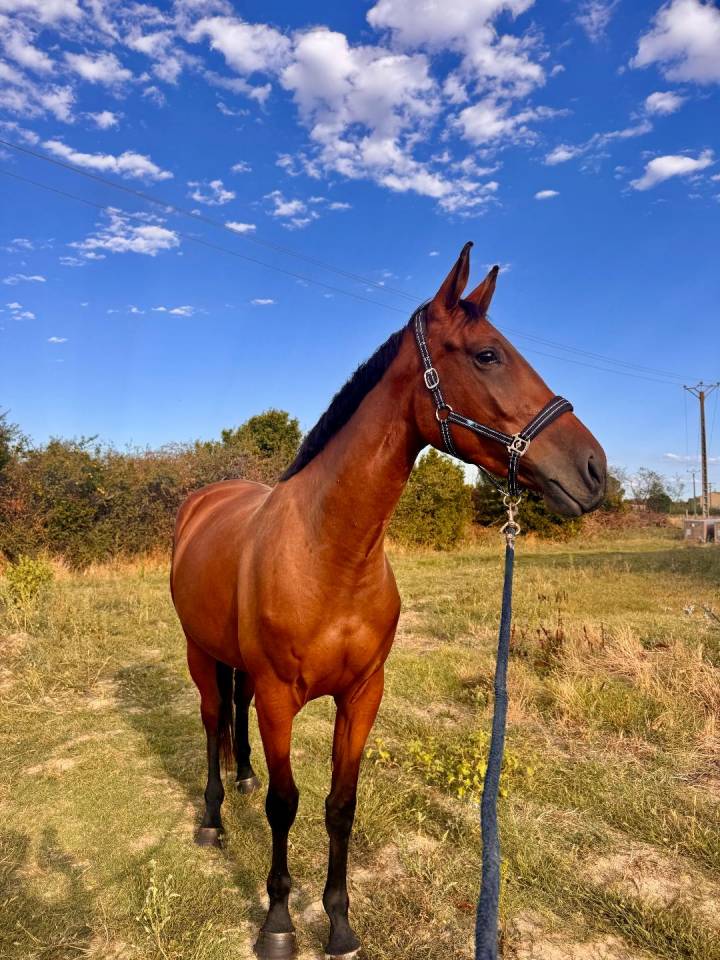 Jument3 ans selle francais 1.68m par Ulhan du temple