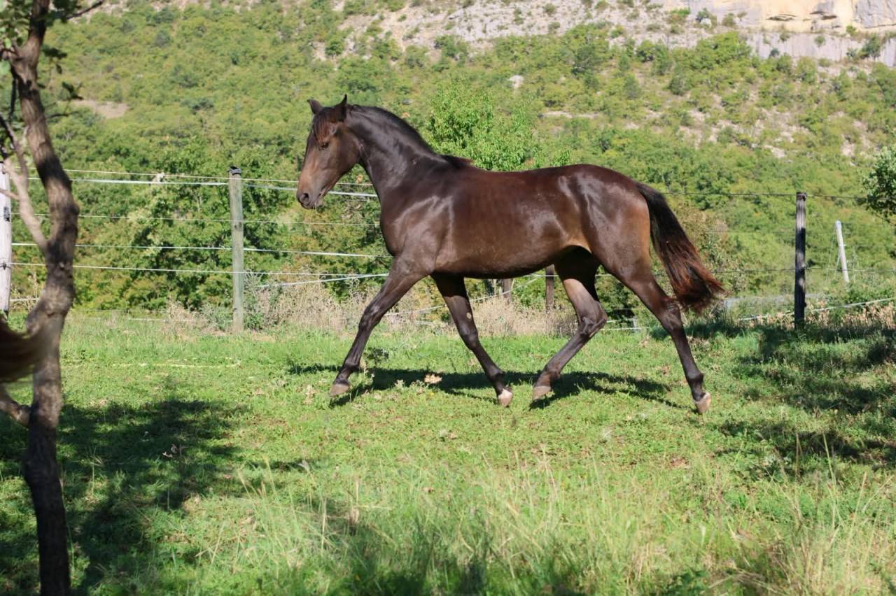 Jument - Selle Fran&ccedil;ais - 18 mois - Dressage - France
