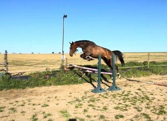 Hongre de 8 ans super facile et tr&egrave;s polyvalent