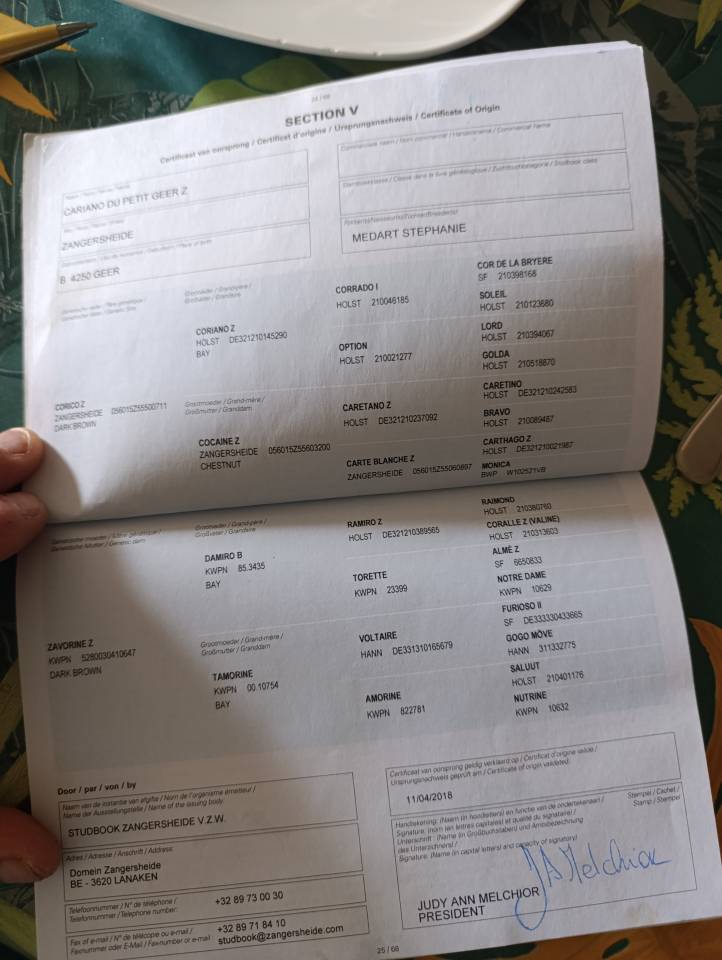 Hongre de 8 ans super facile et tr&egrave;s polyvalent