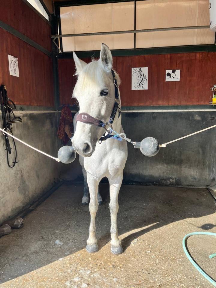 Jument Connemara A confier 2015 Gris par Creaga Hero