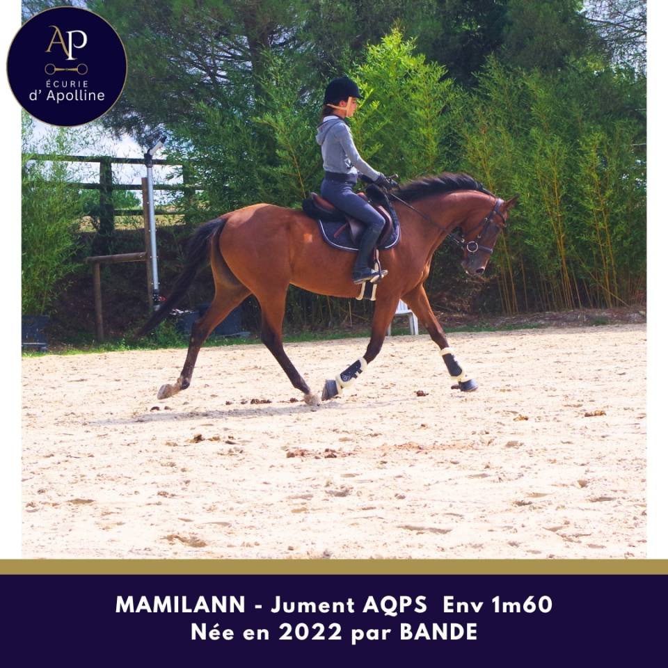 Jeune jument AQPS 4 ans