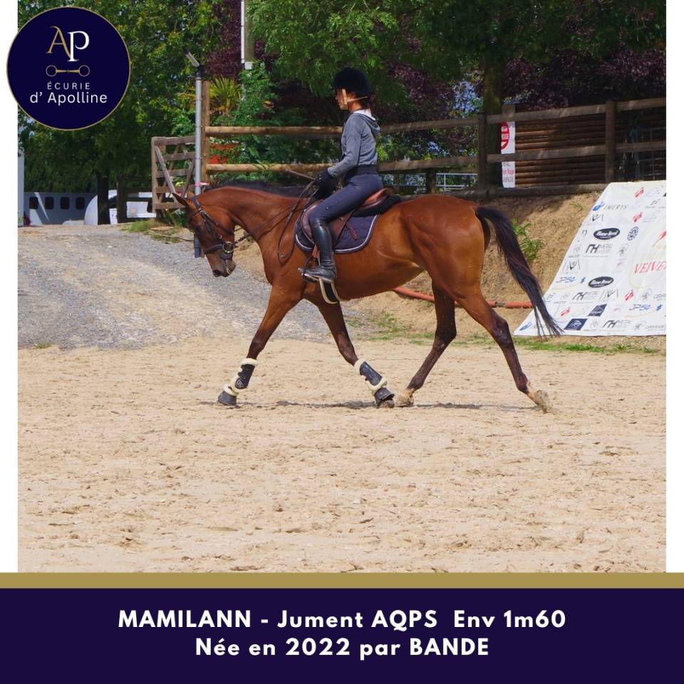 Jeune jument AQPS 4 ans