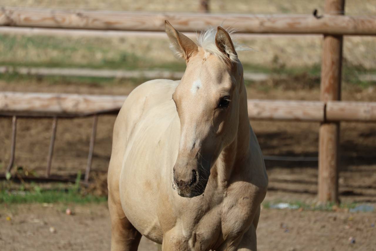 M&acirc;le Zangersheide palomino