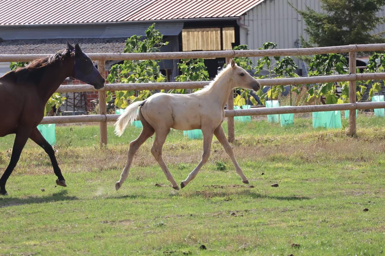 M&acirc;le Zangersheide palomino