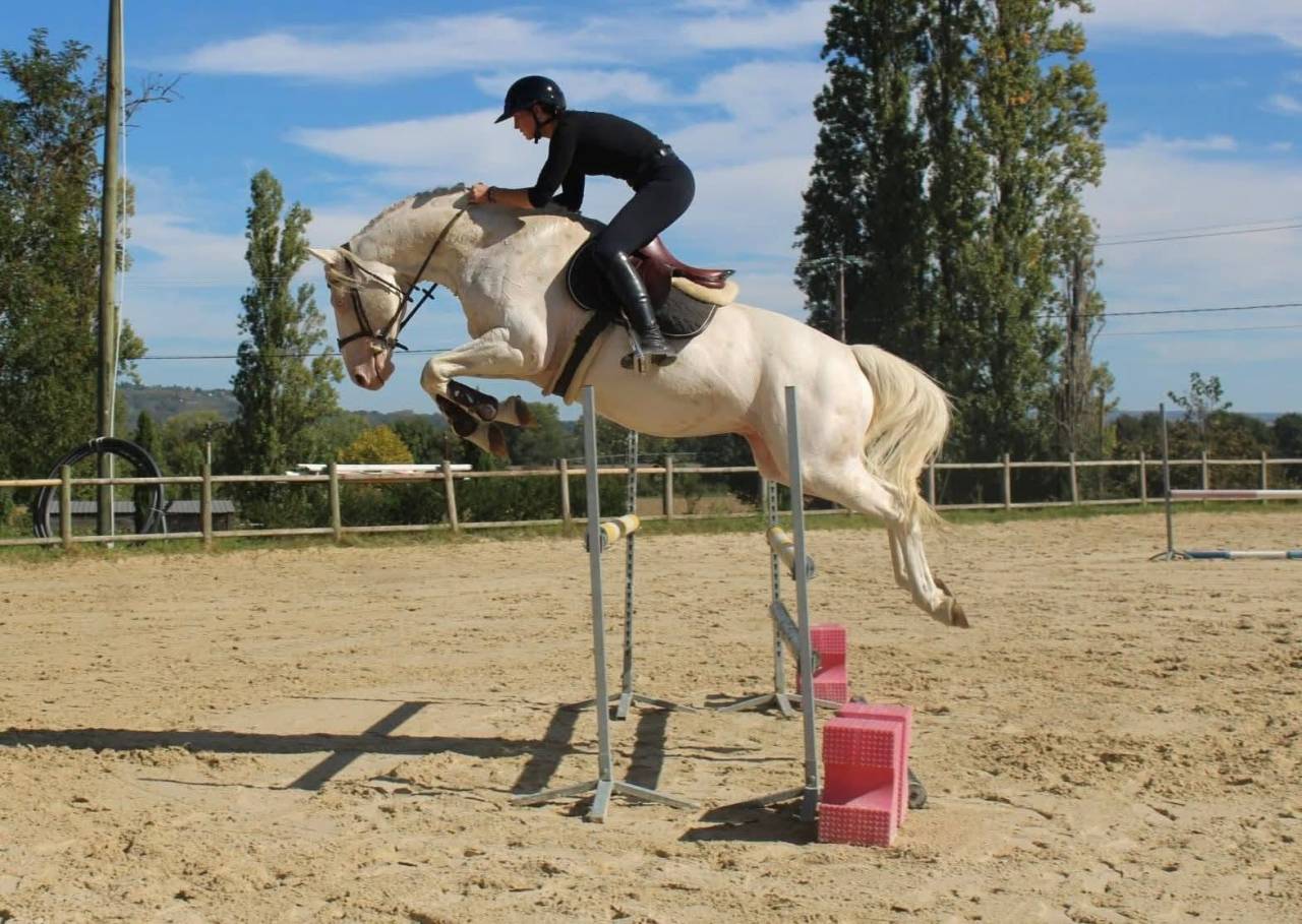 M&acirc;le Zangersheide palomino