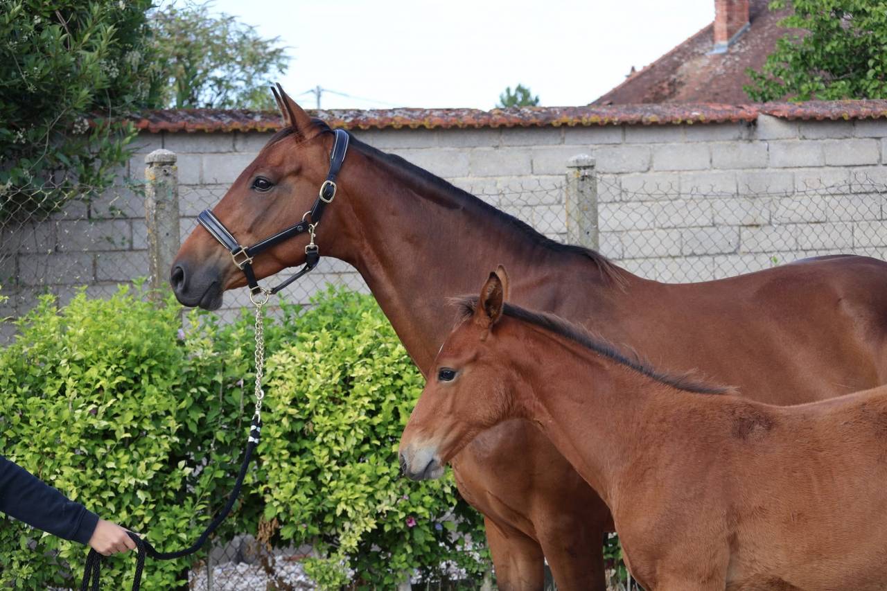 Poulini&egrave;re Selle Fran&ccedil;ais suit&eacute;e et pleine