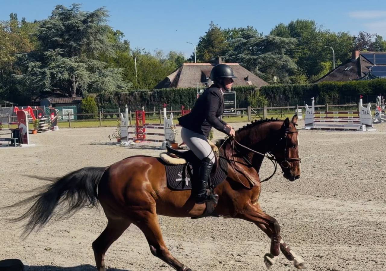 Hongre de 5 ans 