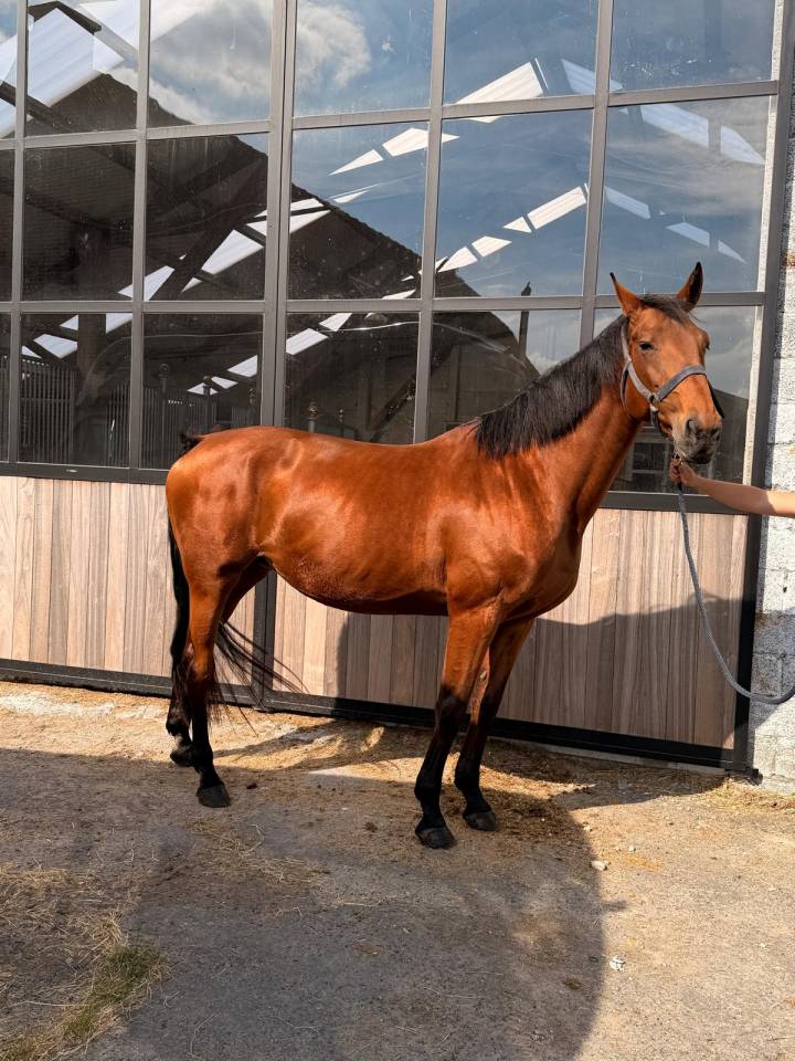 Poulini&egrave;re de Vigo Cece de 13ans 