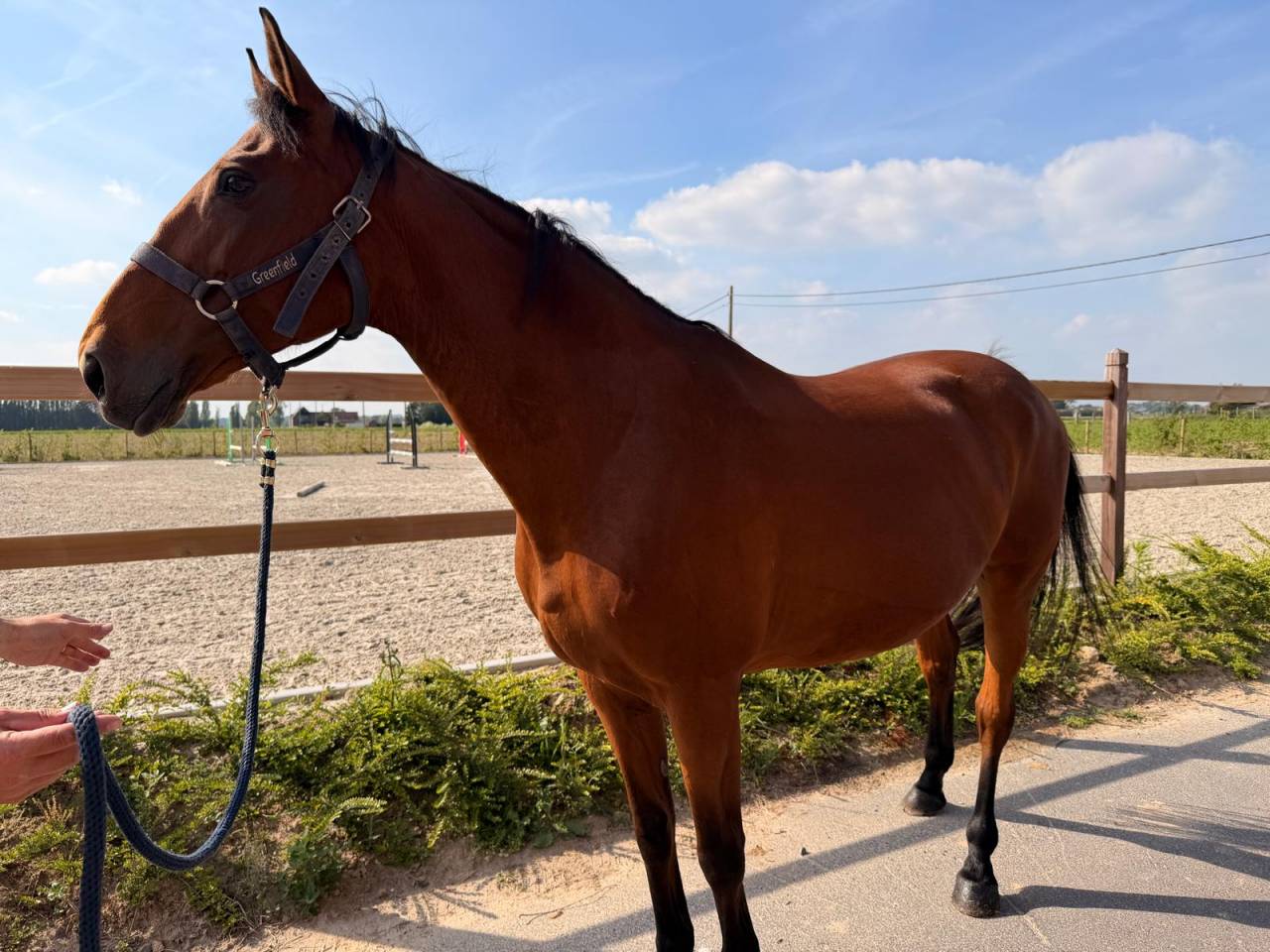 Poulini&egrave;re de Vigo Cece de 13ans 