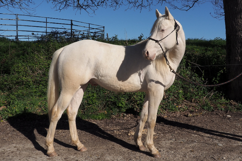 Orion, Votre Prochain Compagnon d&rsquo;Exception ✨