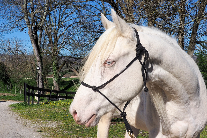 Orion, Votre Prochain Compagnon d&rsquo;Exception ✨