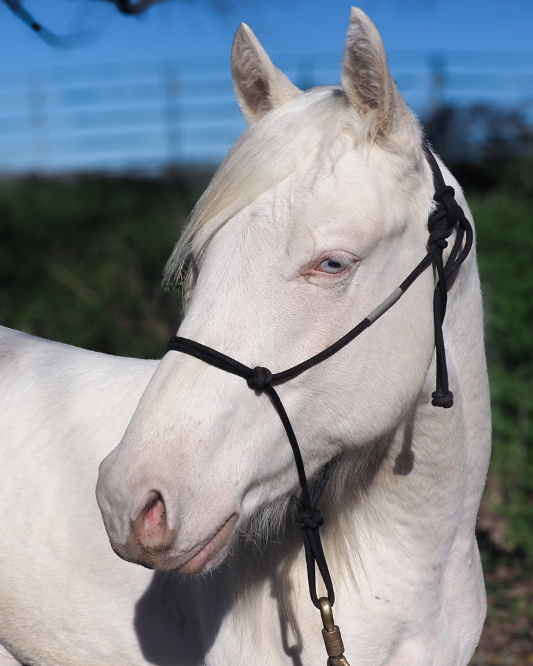 Orion, Votre Prochain Compagnon d&rsquo;Exception ✨
