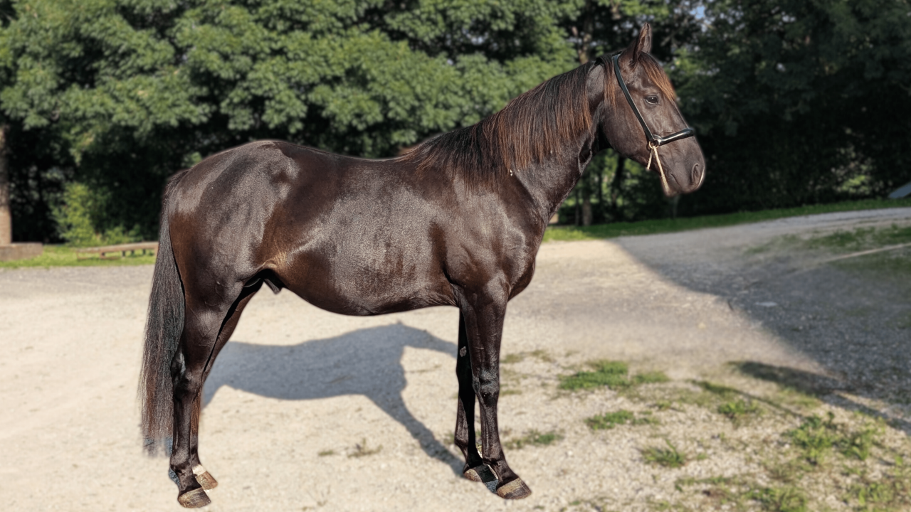 N' Joy, Superbe Quarter Horse M&acirc;le