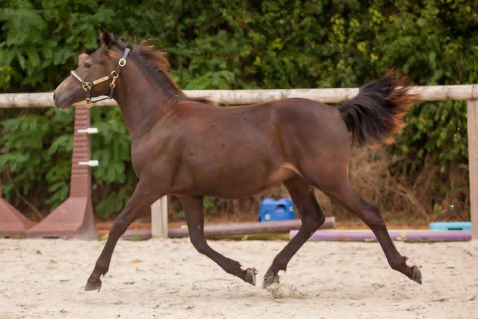 Poney isabelle hongre New forest taille D 