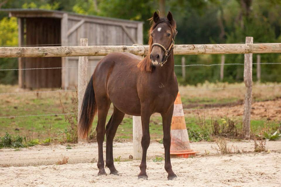 Poney isabelle hongre New forest taille D 